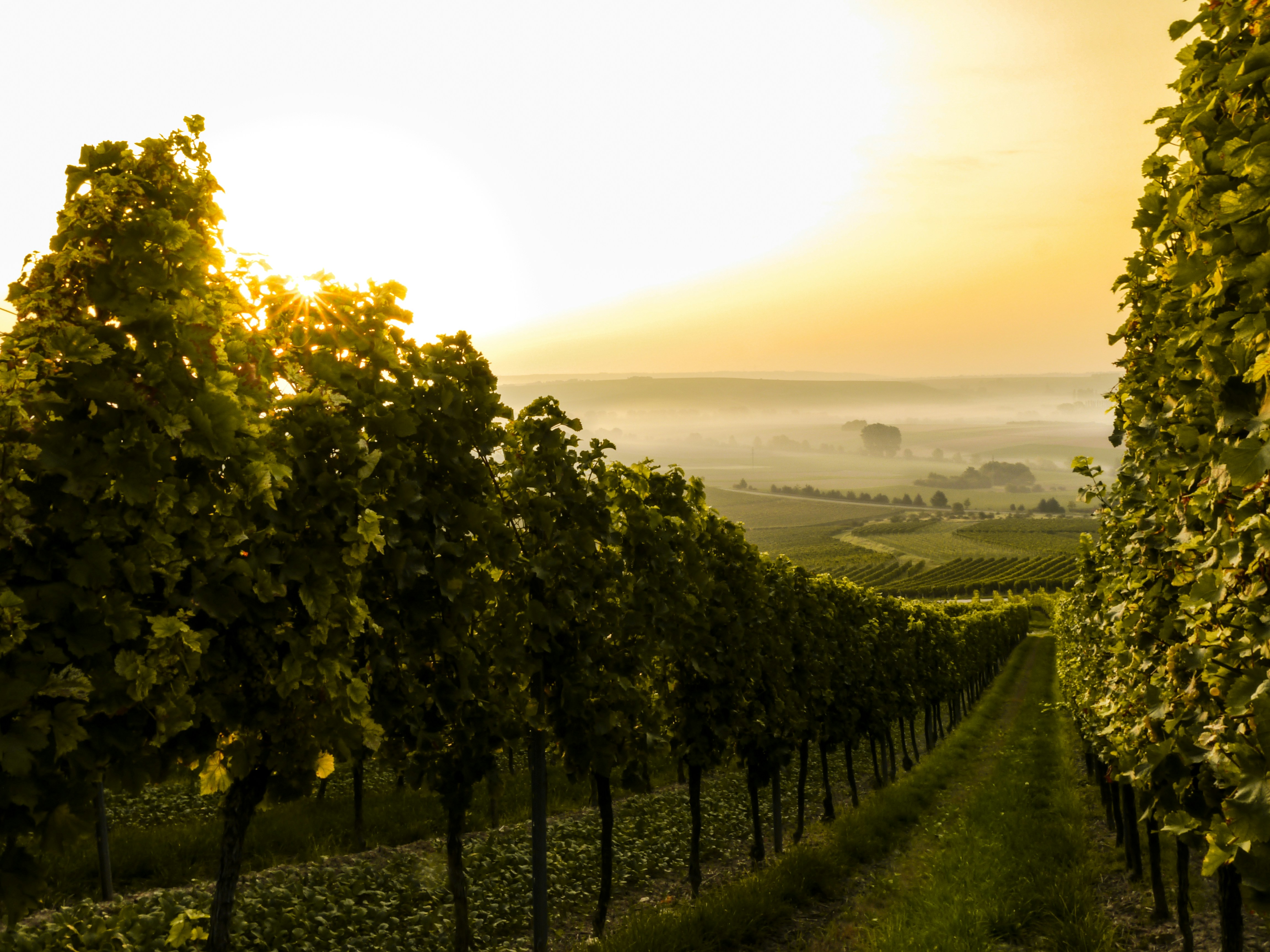 Winery Dema - ქართული ქვევრის ღვინო